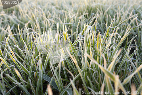 Image of wheat during frost