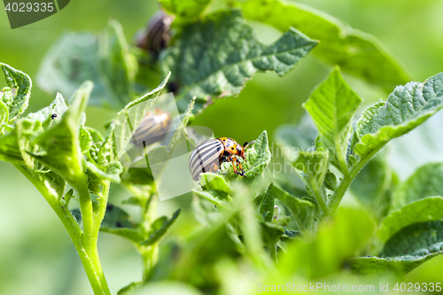 Image of Colorado potato beetle on potatoes