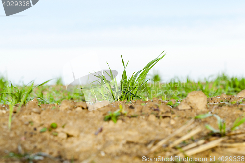 Image of young grass plants, close-up