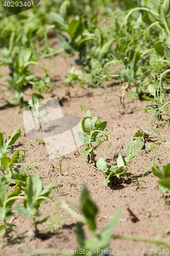 Image of field with green peas