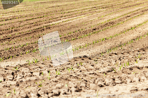 Image of Field of green corn