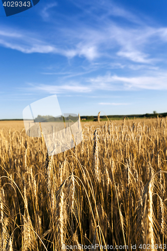 Image of grow ripe rye.