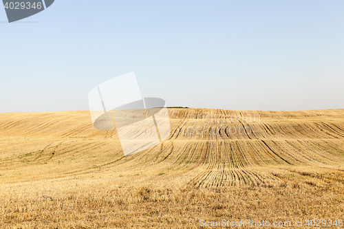 Image of agricultural field, cereals