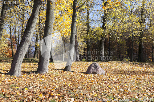 Image of yellow foliage, autumn