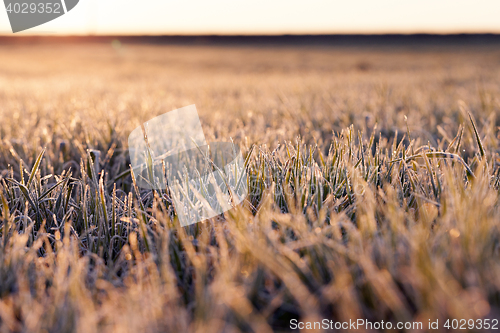Image of wheat during frost