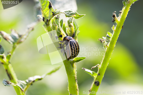 Image of Colorado potato beetle on potatoes