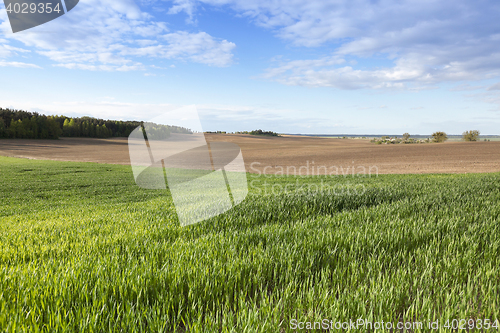 Image of green wheat, close-up