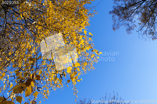 Image of yellow foliage, autumn