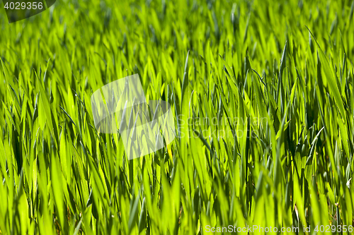 Image of Wheat close up