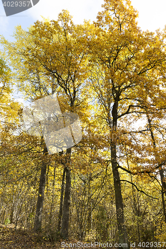 Image of Nature in autumn season
