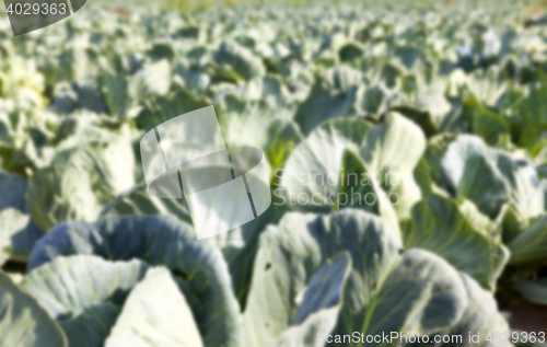 Image of green cabbage field