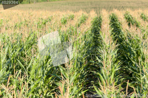 Image of Field with corn