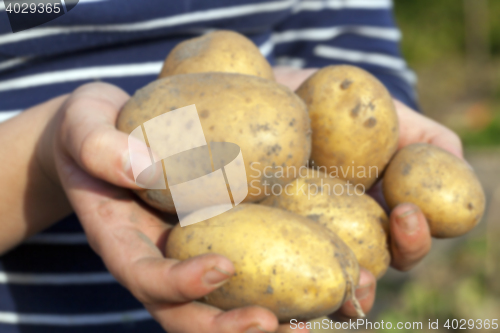 Image of Potatoes in hand