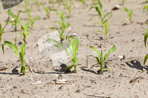 Image of young sprout of corn