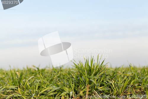 Image of young grass plants, close-up