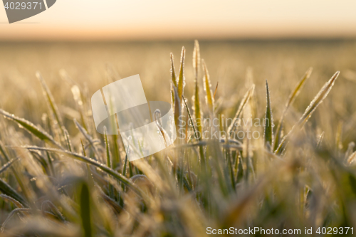 Image of young grass plants, close-up