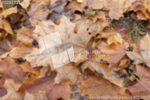 Image of Autumn Park, overcast