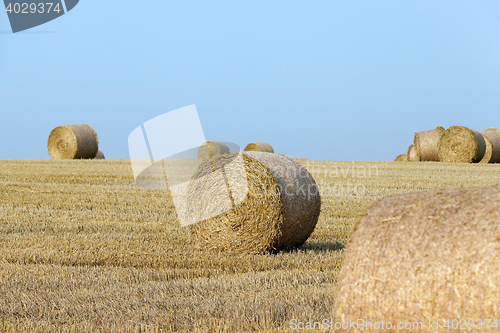 Image of haystacks in a field of straw