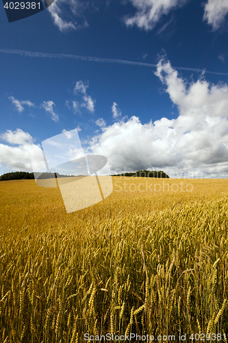 Image of Agricultural field cereals