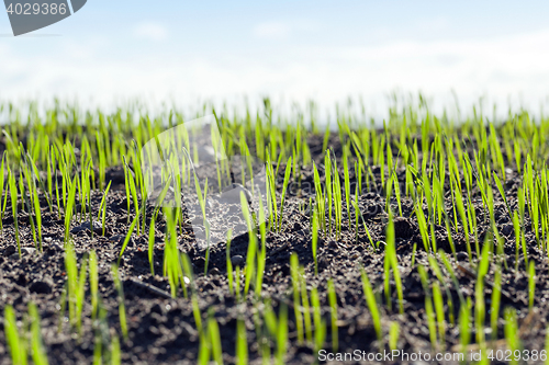 Image of young sprouts of wheat