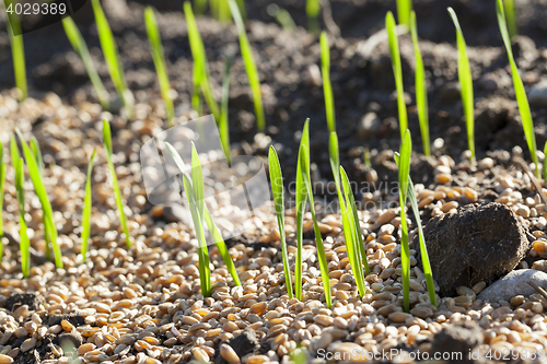 Image of field with young wheat