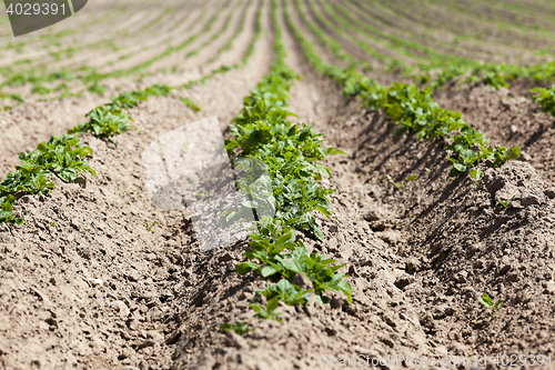 Image of Green sprout of potato