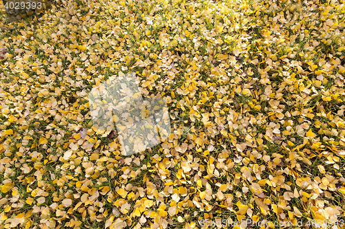 Image of autumn foliage of the trees,