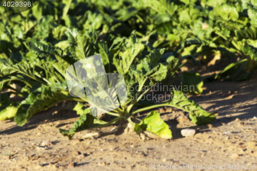 Image of beetroot in field