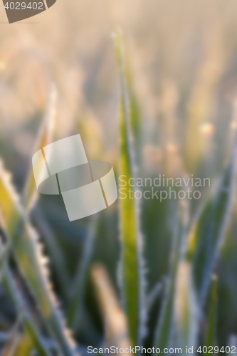 Image of wheat during frost