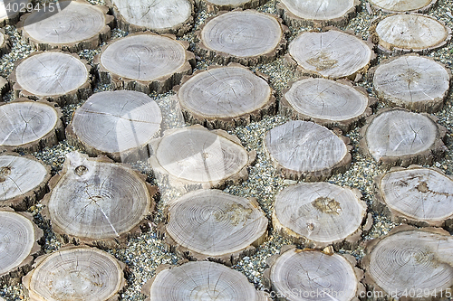 Image of Fragment paths of sawn tree trunks.