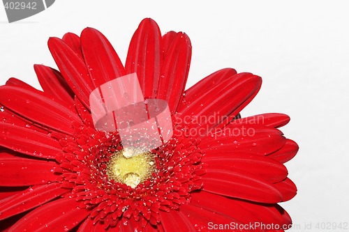 Image of red flower