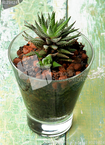 Image of Haworthia Margaritifera Succulent Plant 