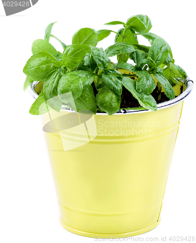 Image of Fresh Green Basil