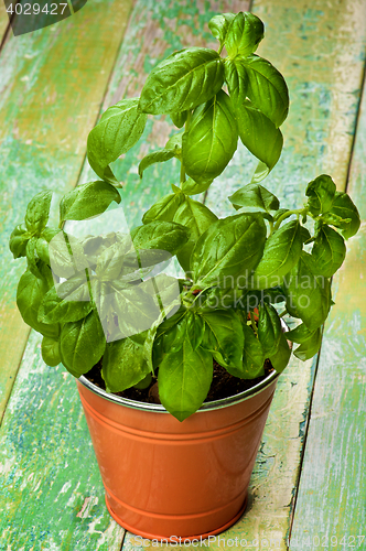 Image of Fresh Green Basil