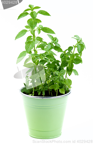 Image of Mediterranean Basil in Pot