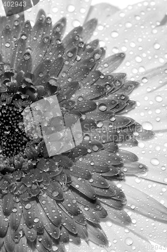 Image of black and white flower