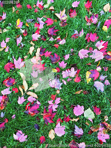 Image of Red and purple maple leaves on green grass