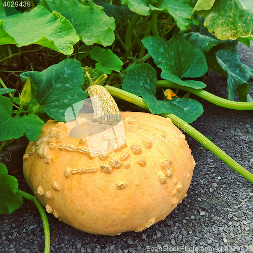 Image of Yellow squash in autumn garden