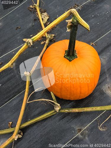 Image of Orange pumpkin in autumn garden