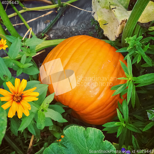 Image of Big orange pumpkin in autumn garden