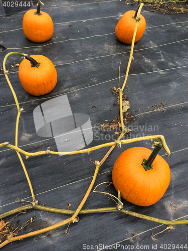 Image of Vegetable patch with ripe orange pumpkins