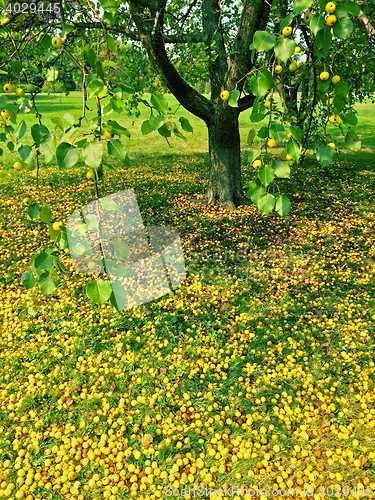 Image of Fallen apples under an apple tree