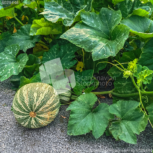 Image of Green Cushaw squash in autumn garden