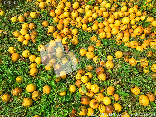 Image of Ripe yellow apples in green grass