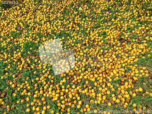 Image of Fallen yellow apples in green grass