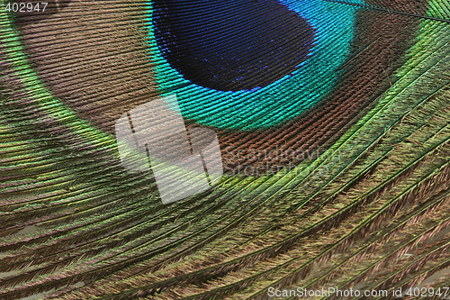 Image of peacock feather