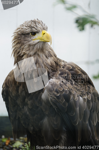 Image of White tailed sea eagle (haliaeetus albicilla)