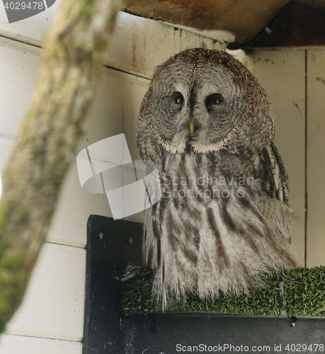 Image of Great grey owl (strix nebulosa)