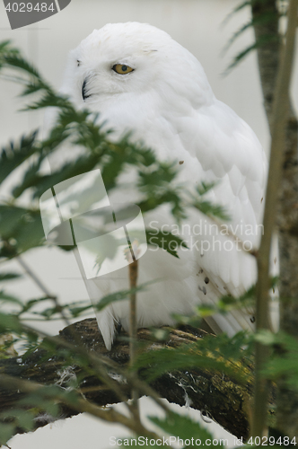 Image of Snowy owl (bubo scandiacus)