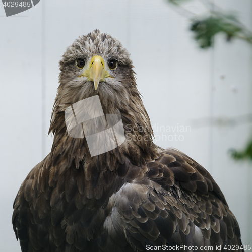 Image of White tailed sea eagle (haliaeetus albicilla)